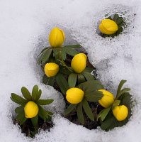 Пришла Весна Пришла Весна